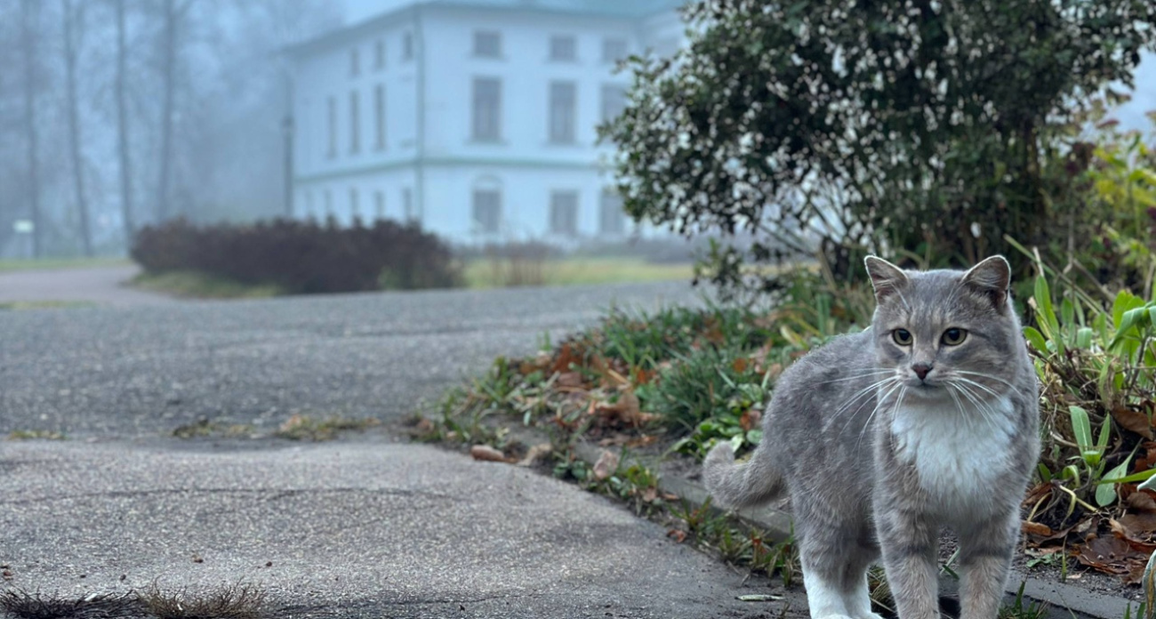 Ярославский музей потерял кота-талисмана