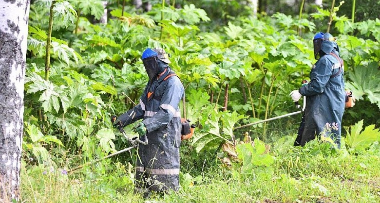 Жителям Ярославля сообщили о росте штрафов за борщевик на даче