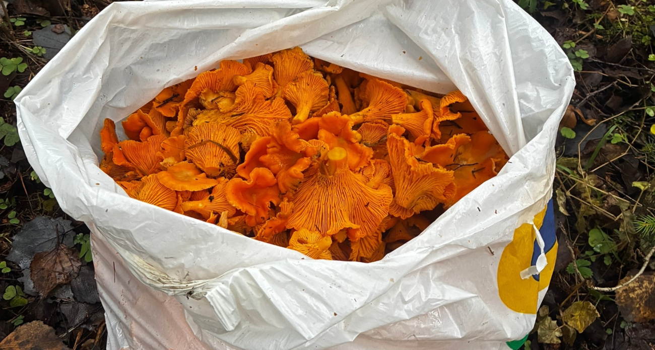 Полные пакеты лисичек собирают ярославцы в лесах в ноябре