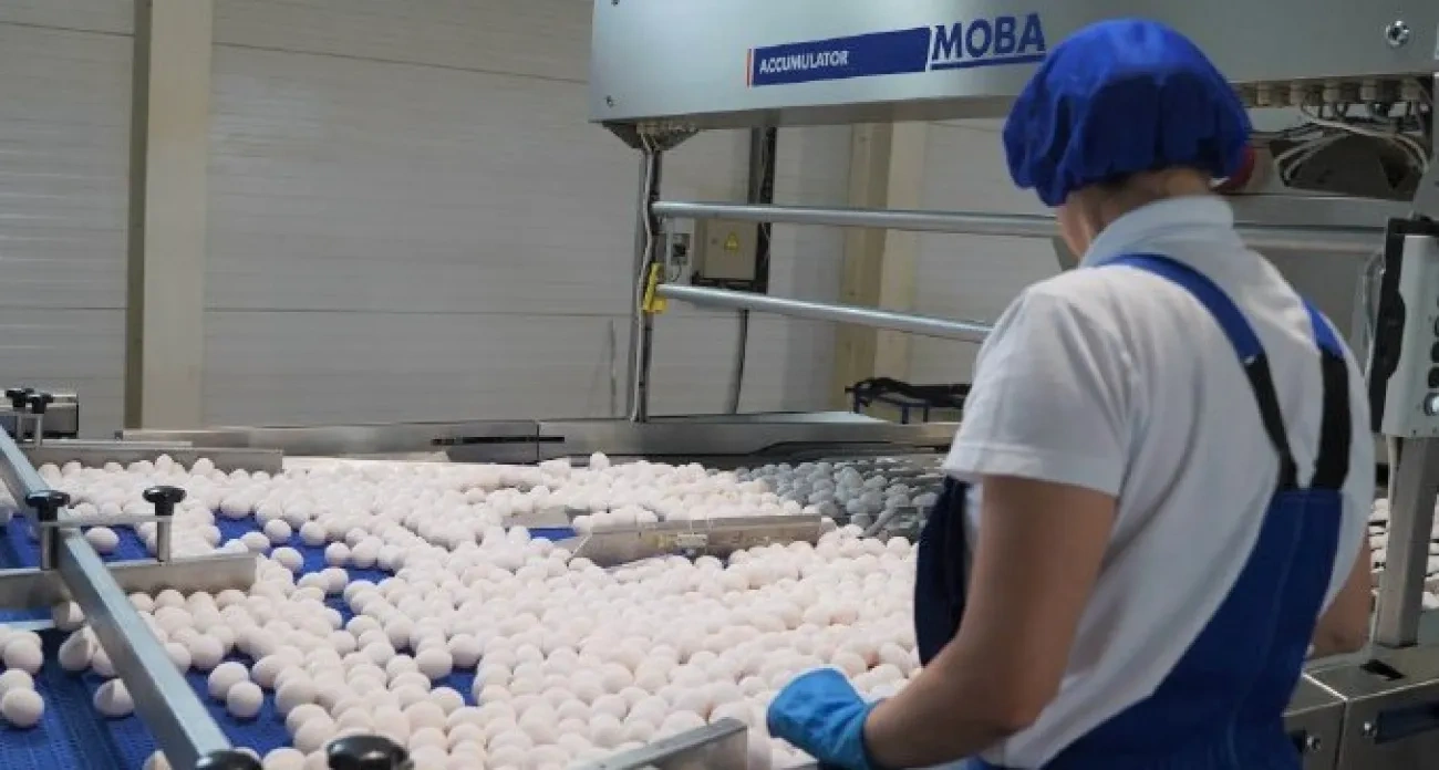 Ярославль: яйца в экономике области и работа в сельхозе с зарплатой от 80 тысяч - главные новости за 9 ноября