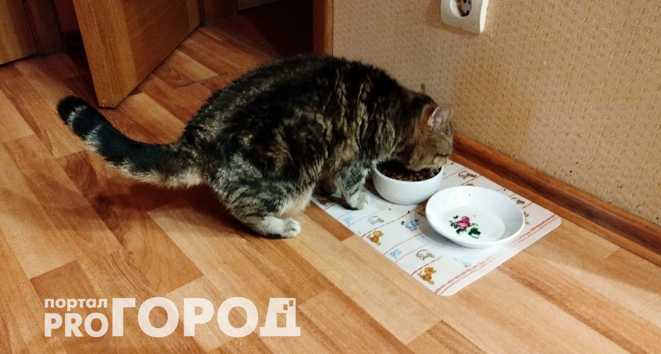 Эти пять кошачьих привычек нельзя пресекать: вы рискуете здоровьем питомца