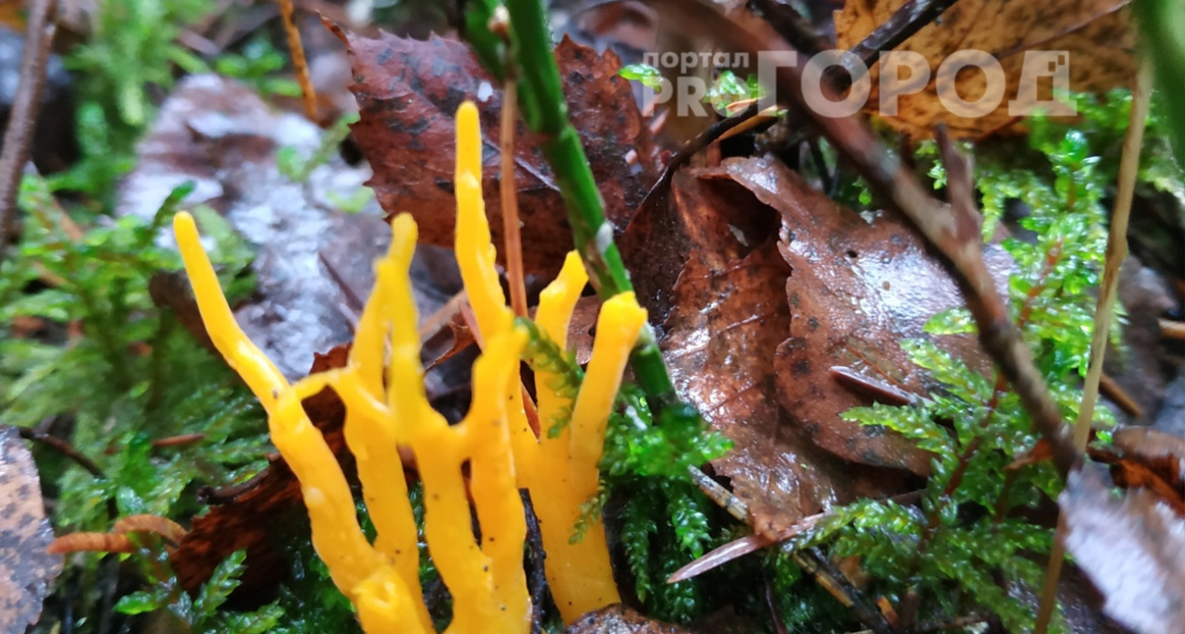Грибы в виде кораллов нашла дачница из Ярославля в ноябре