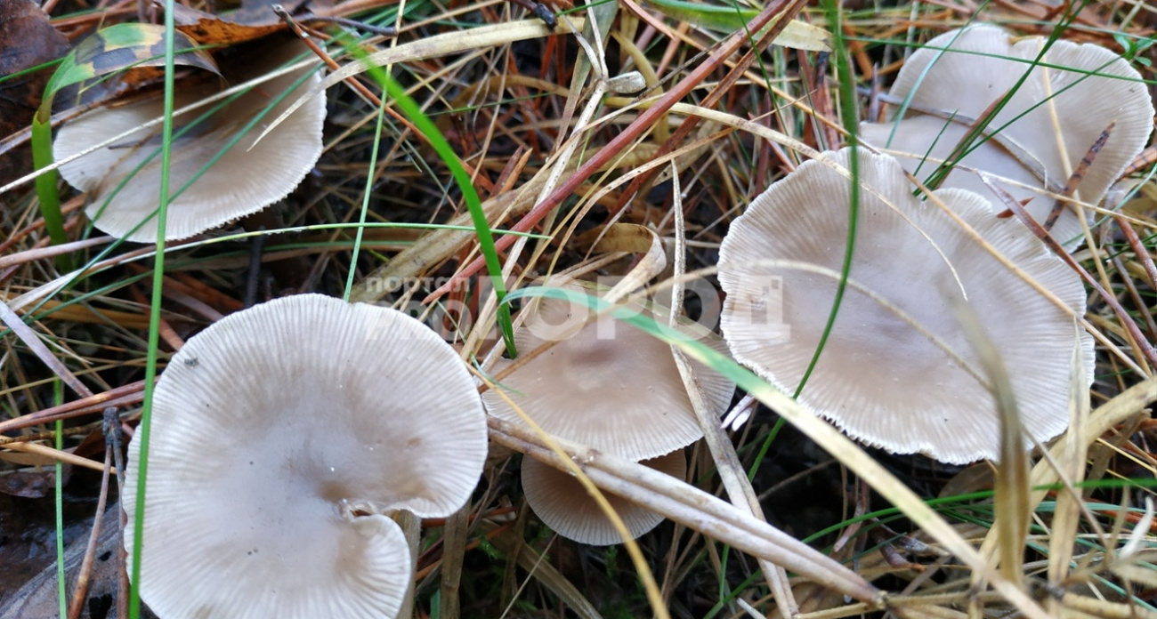 Дачники из Ярославля ведрами собирают грибы в ноябре: "Люди, как слепые! В лесу, словно летом!"