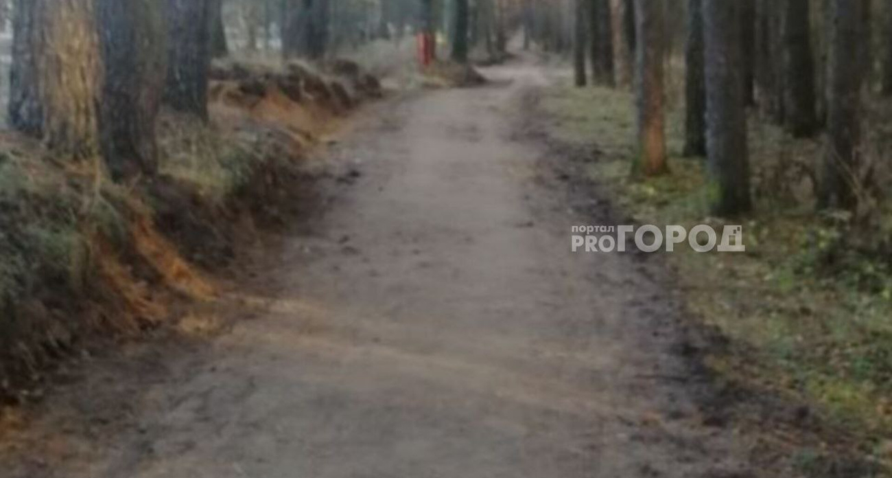В Ярославле варварски повредили деревья в Яковлевском бору