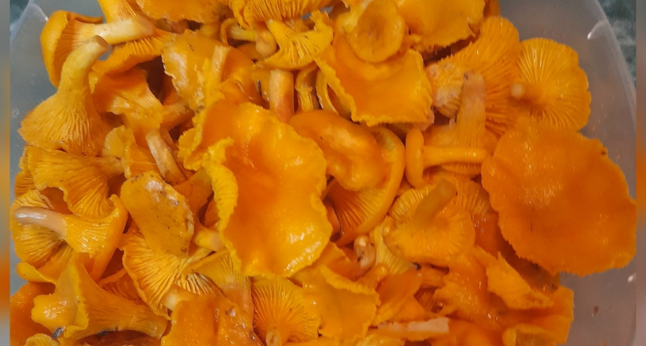 Грибники из Ярославля собирают в ноябре грибы литрами