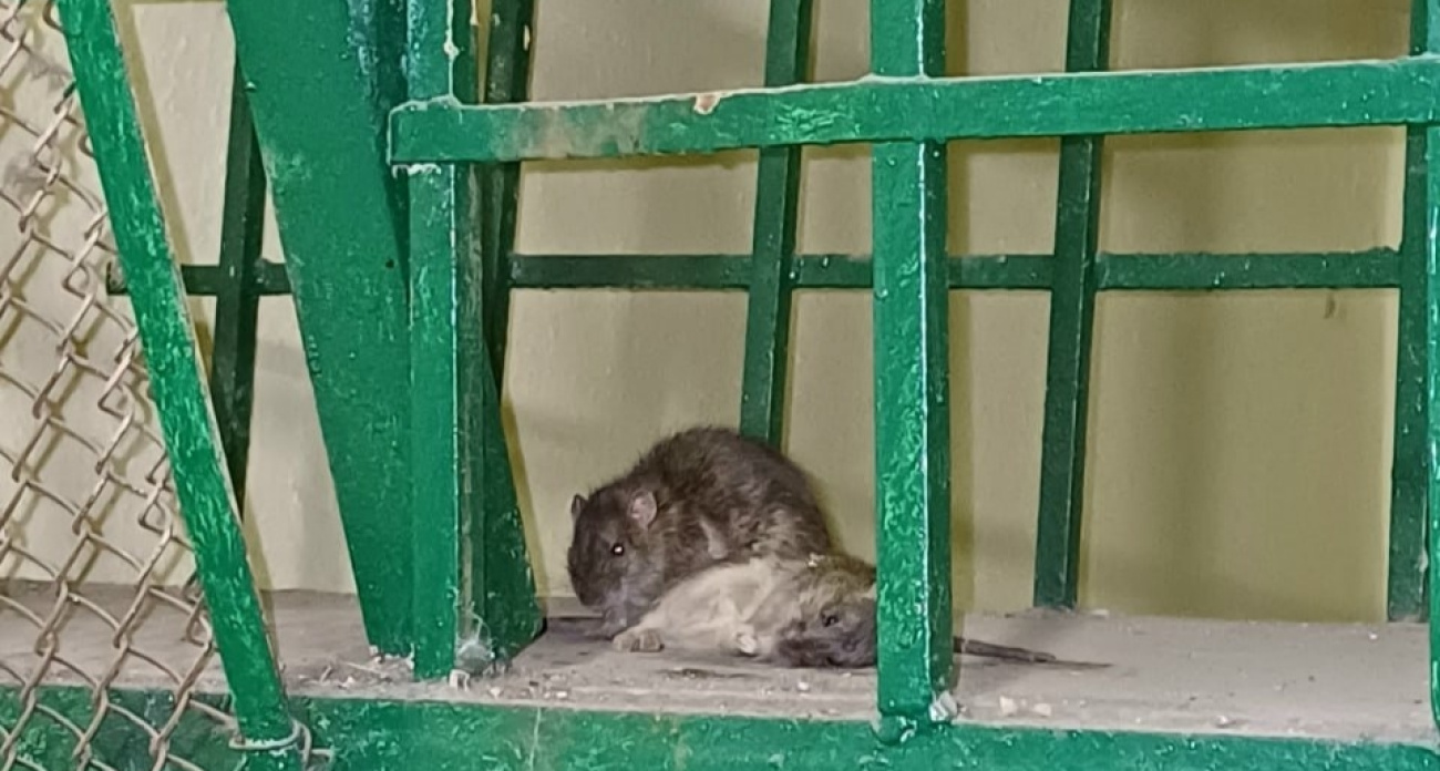 Жители Дзержинского района рассказали о крысах в подъезде