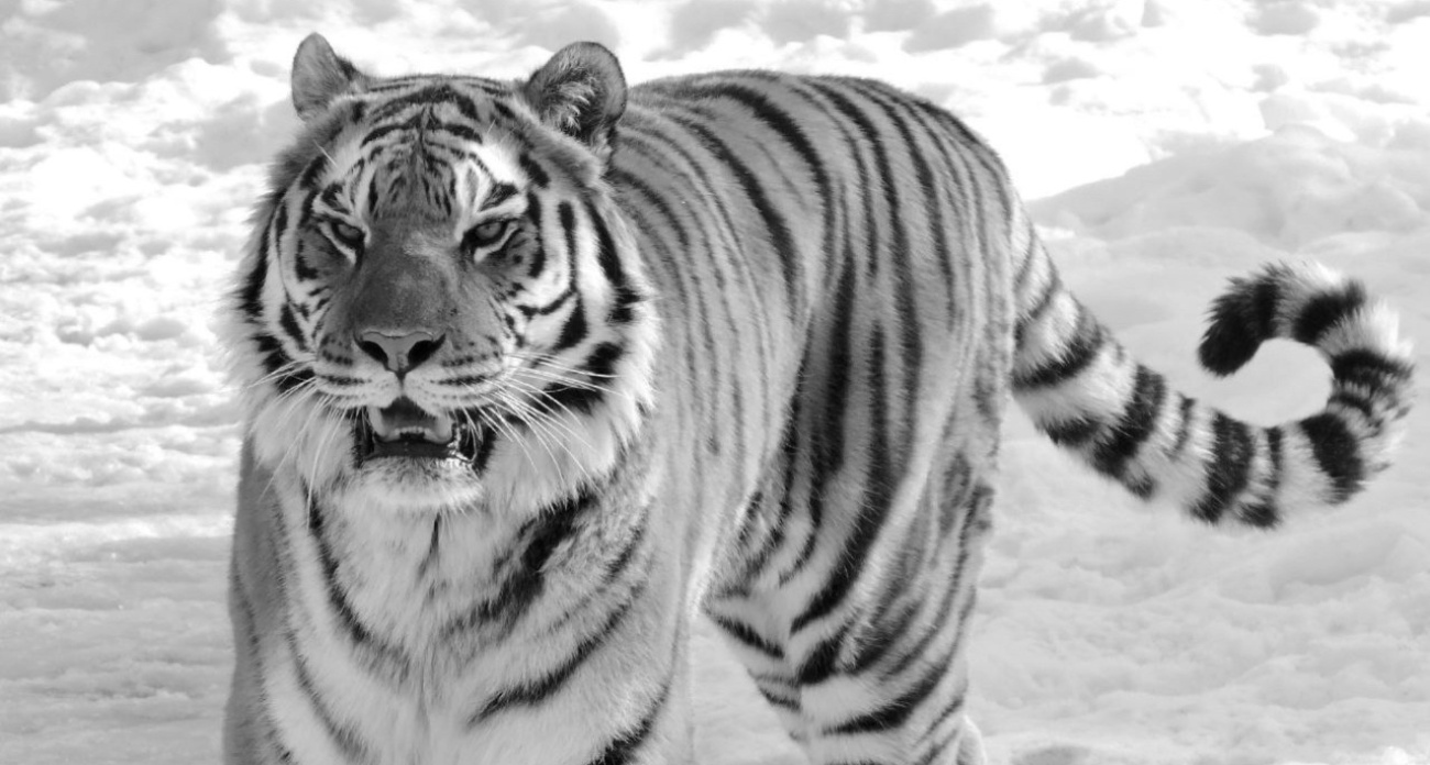 В ярославском зоопарке умер тигр Тамерлан