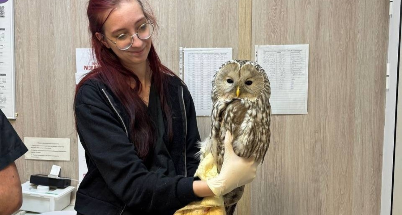 Ярославские ветеринары спасли неясыть