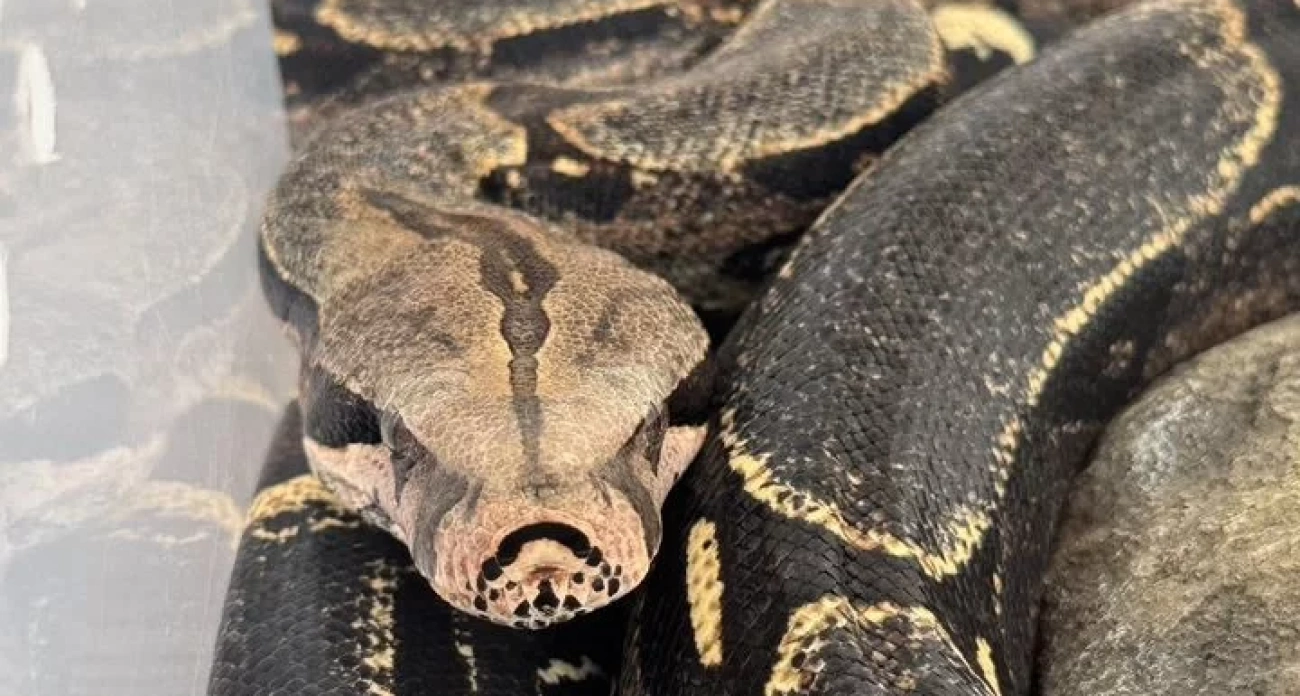 В Ярославле на Авито продают удава за 60 тысяч рублей