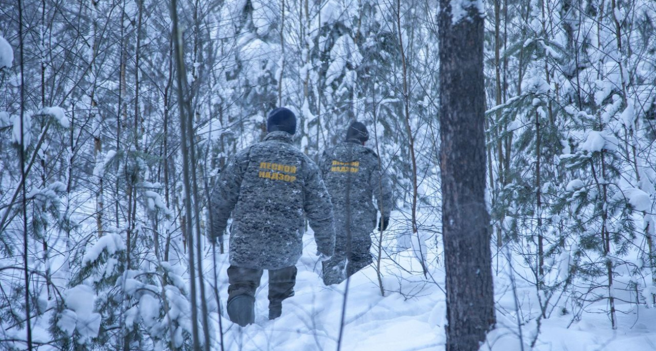 Ярославцам напомнили про штрафы за незаконную рубку елей