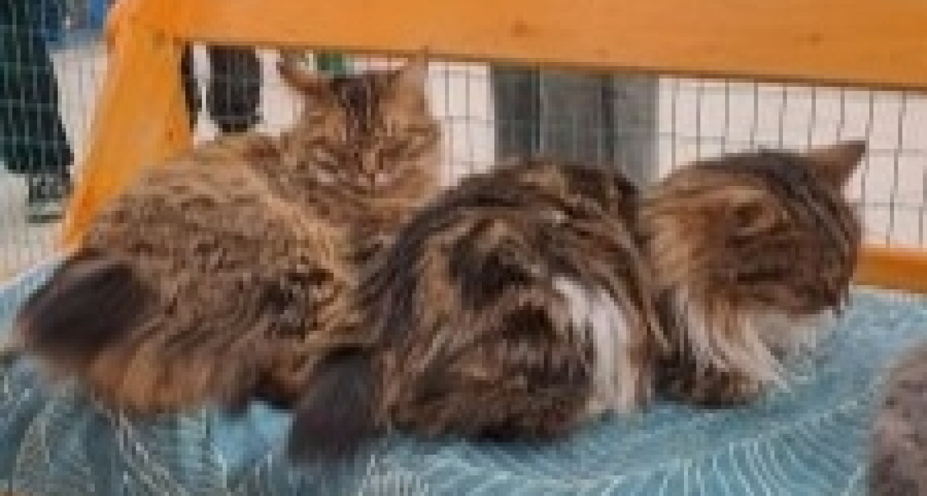 В Ярославской области оштрафовали владельца кошачьего зоопарка