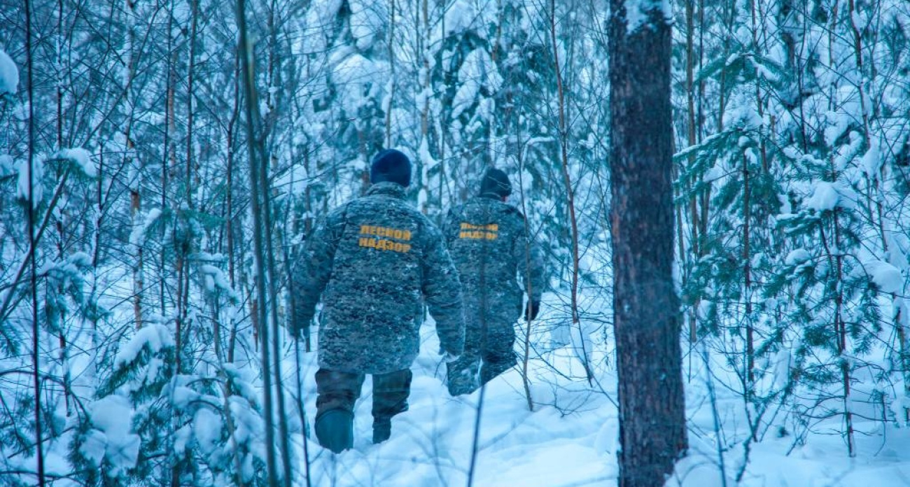 В лесах Ярославской области начались елочные рейды