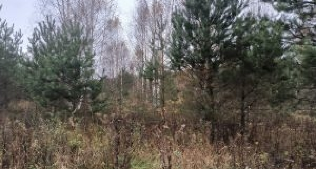 Ярославца оштрафовали из-за неухоженных участков