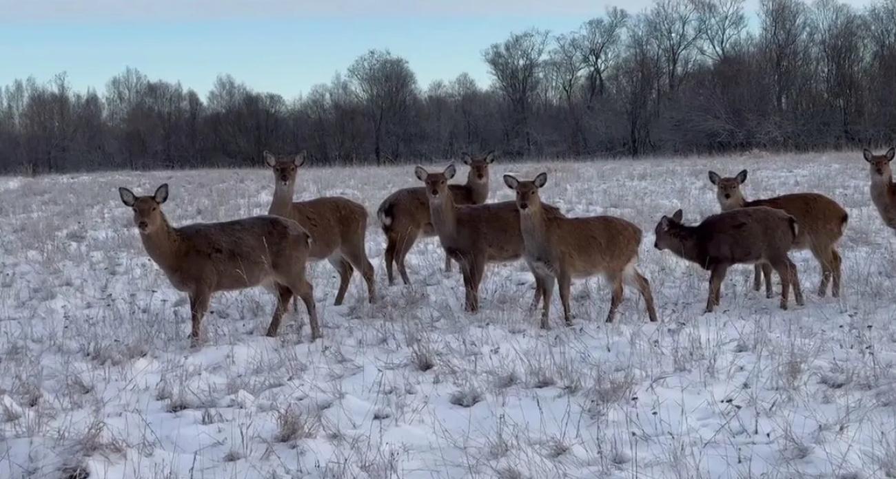 В Ярославле на Авито продают хозяйство с оленями