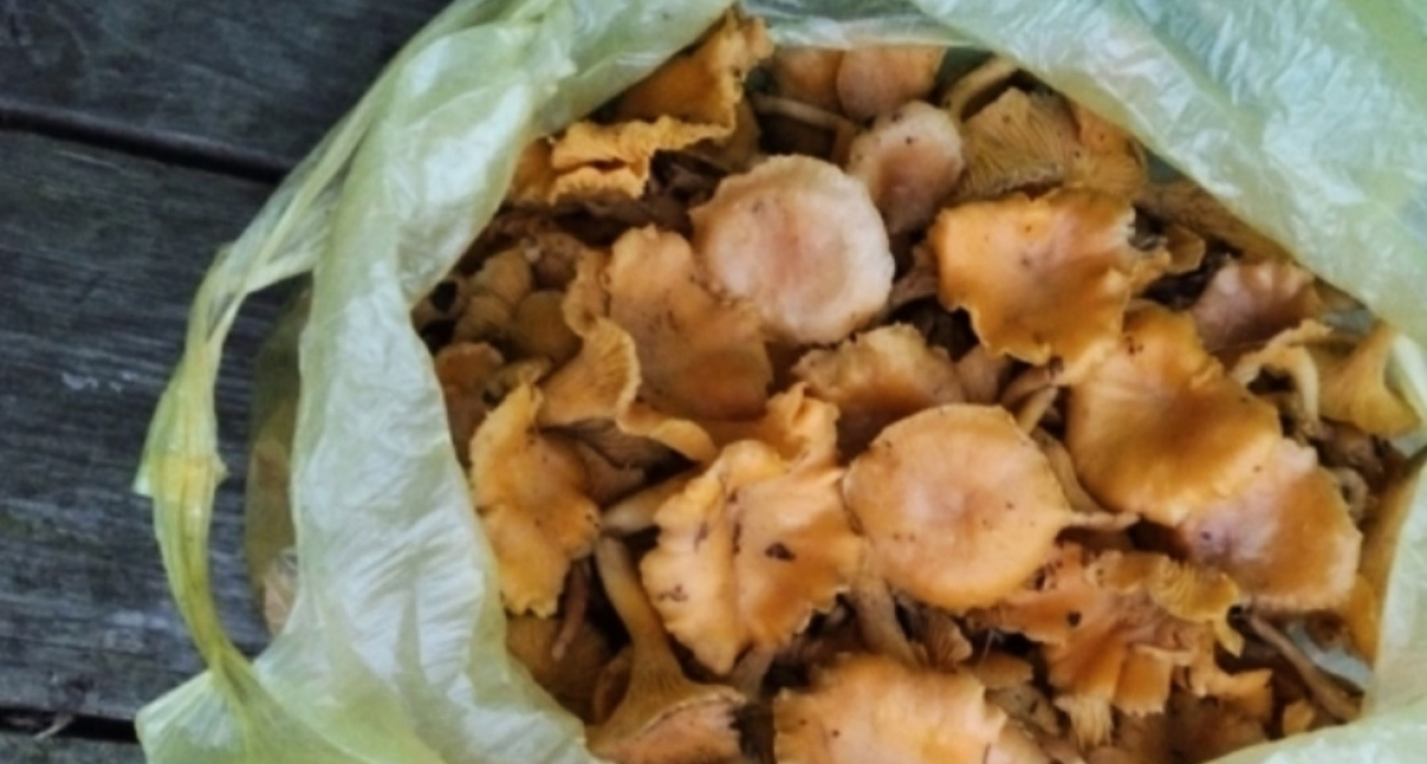 Ярославские грибники провели фотоконкурс на последнюю зимнюю лисичку