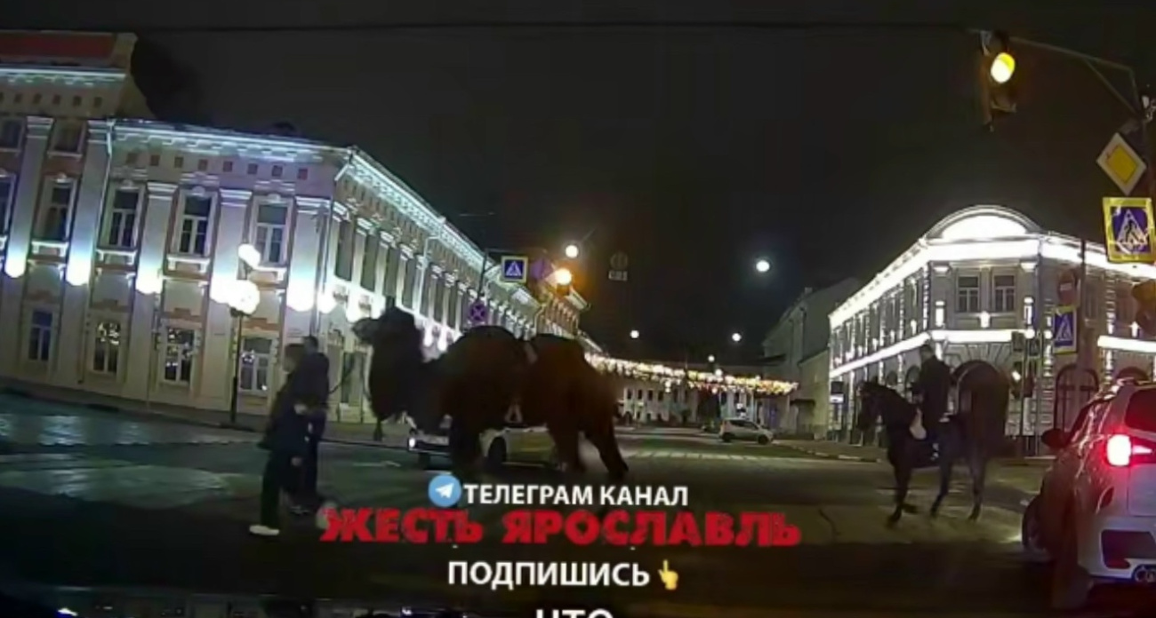 Ярославцы встретили ночью верблюда в центре города