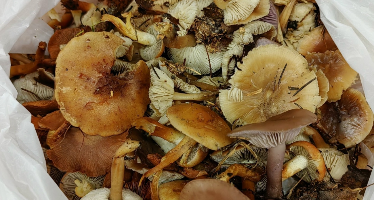 Наводка от грибников из Ярославля: какие грибы можно собрать в декабре