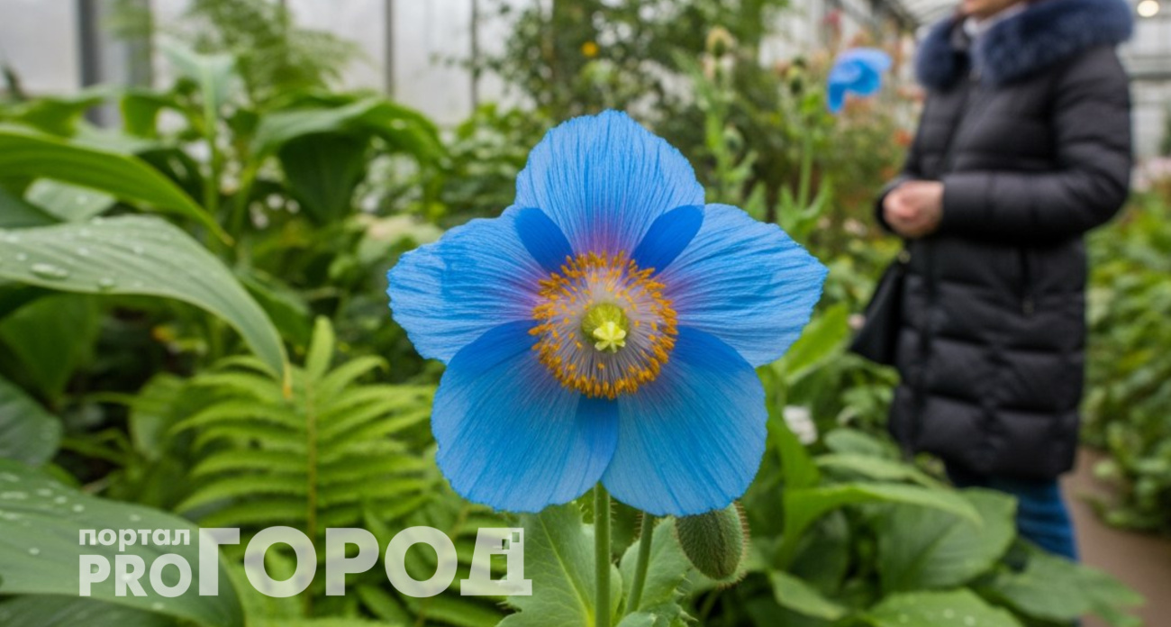 Сажаю этот невероятно красивый цветок уже в январе: голубое чудо зацветает весной