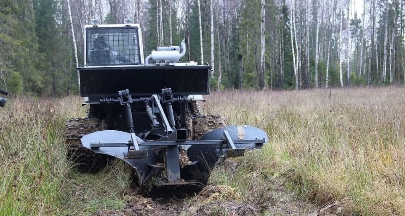  В ярославских лесах высадят 9 миллионов елей 