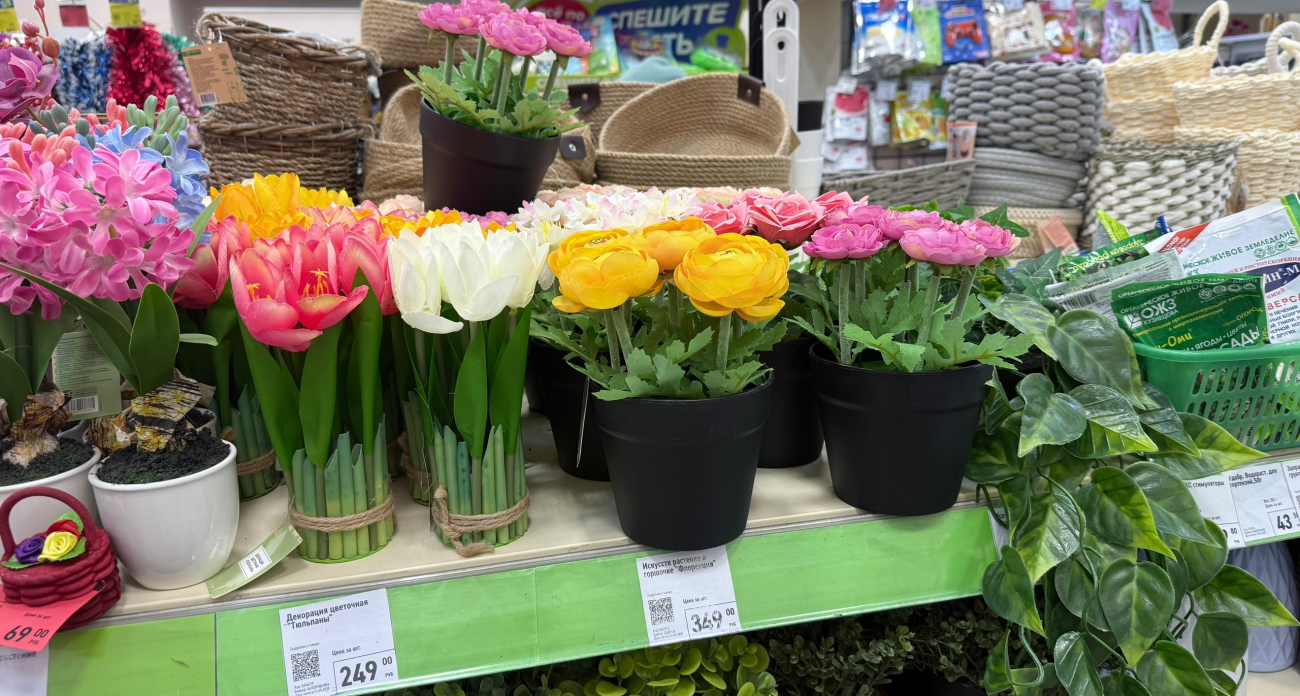 Завела это растение - и в квартире стало по-другому