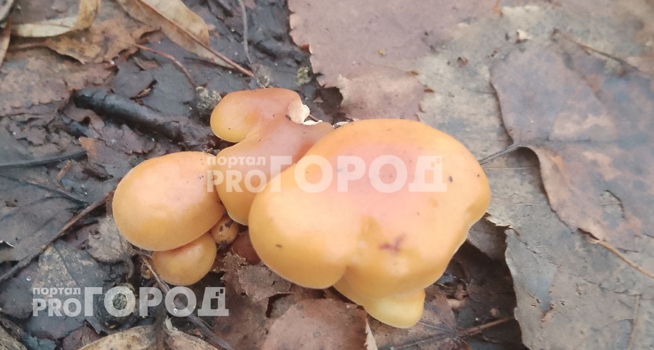 Ярославцы продолжают собирать грибы в конце декабря: наводка от дачницы