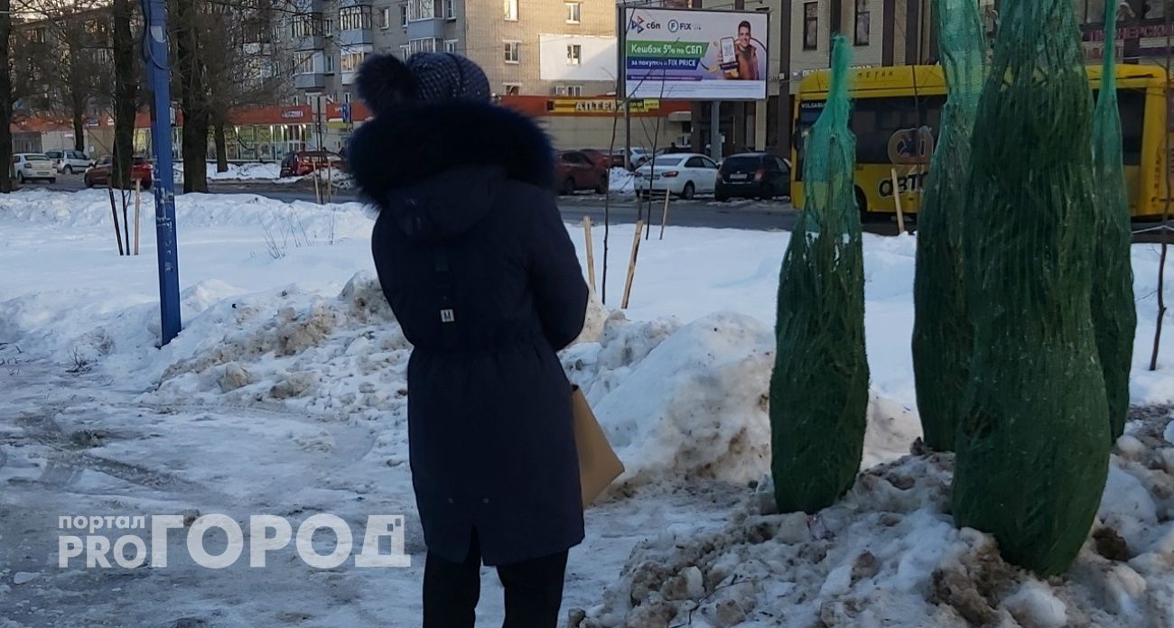 Как выбрать елку: рассказали ярославцам в Роспотребнадзоре