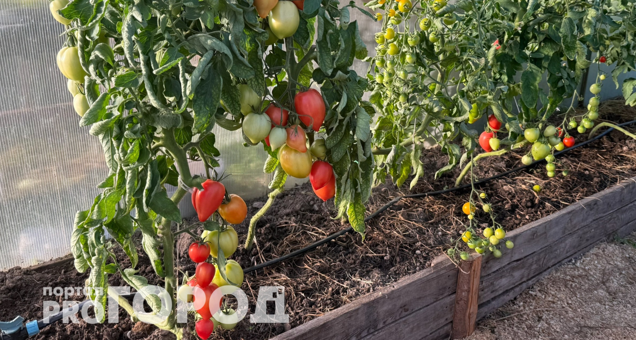 Эти томаты плодоносят как пулемет даже в ужасное лето: для рассады беру первым делом