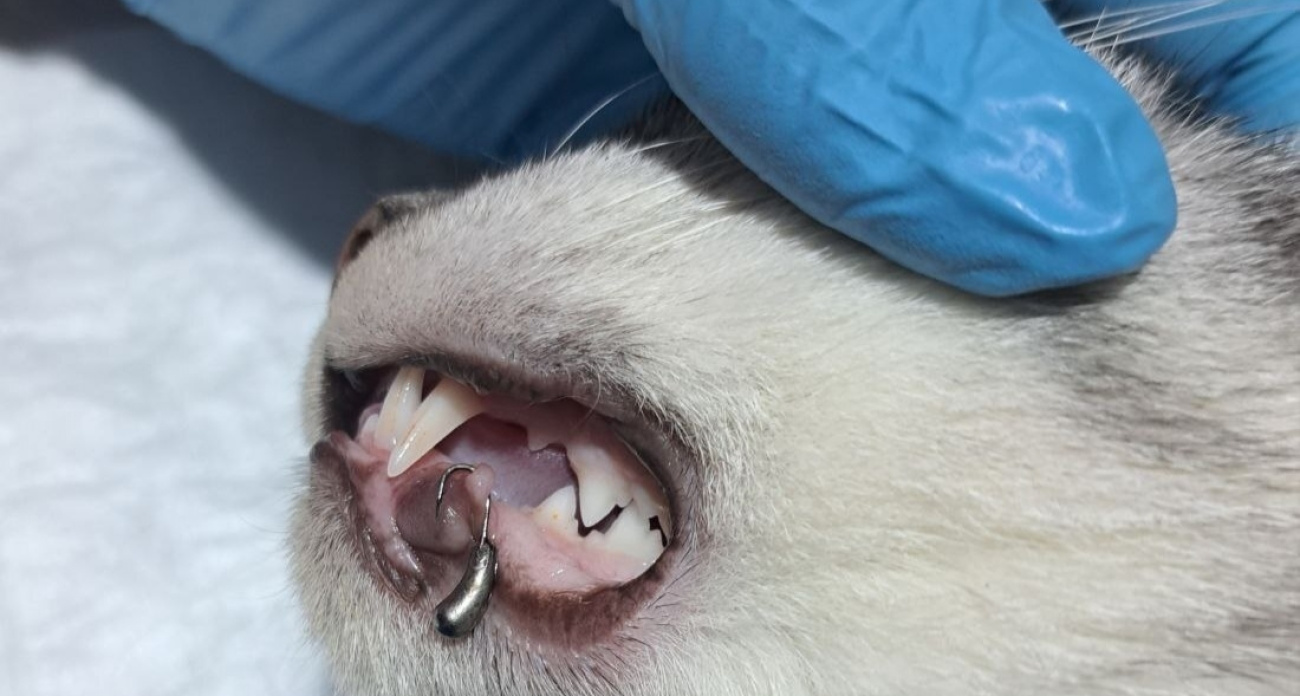 Ярославские ветеринары спасли кота, проглотившего рыболовный крючок