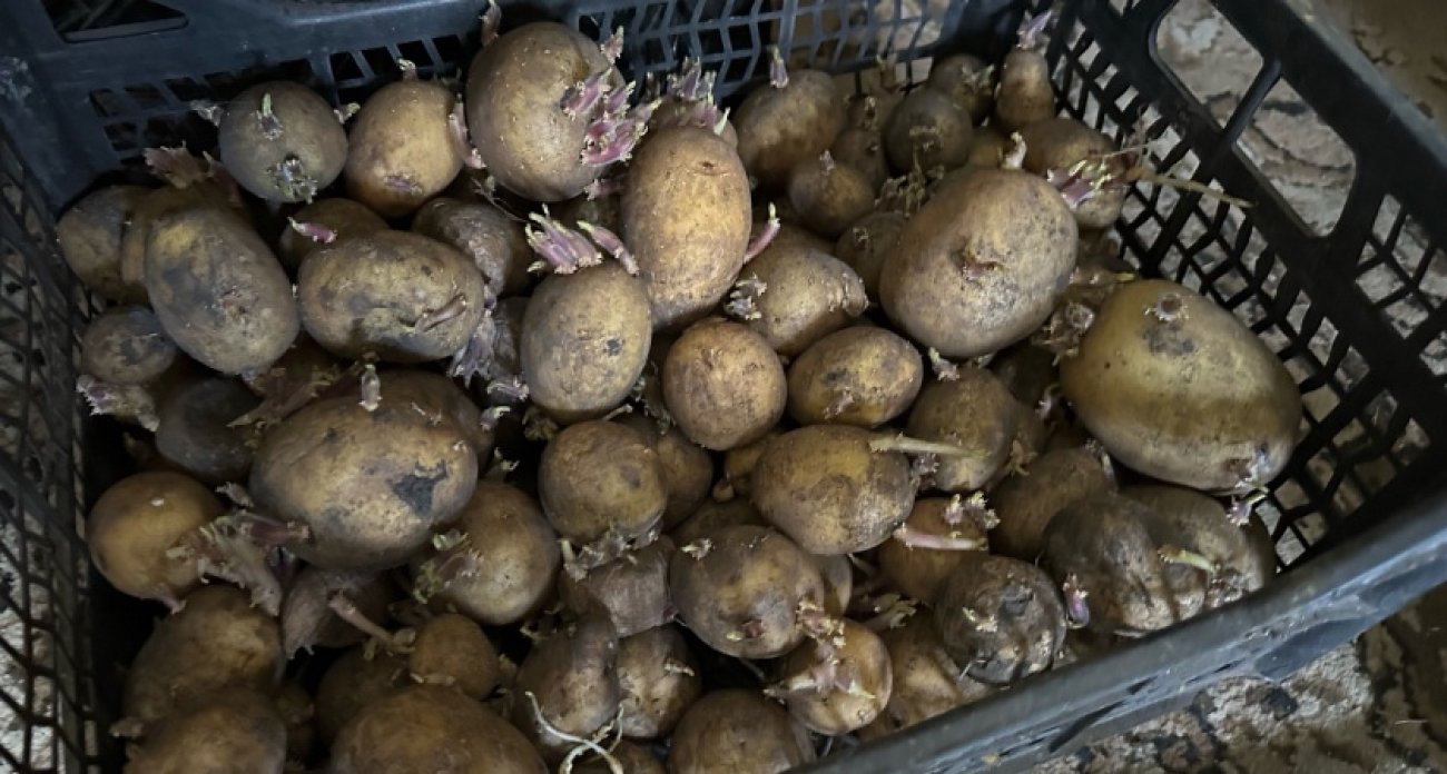 Сгниет и прорастет: заядлая огородница рассказала, где категорически нельзя хранить картошку дома