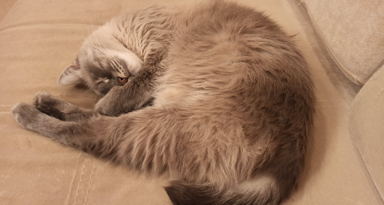 Почему кошка вдруг начала вас облизывать: это не ласка, а предупреждение