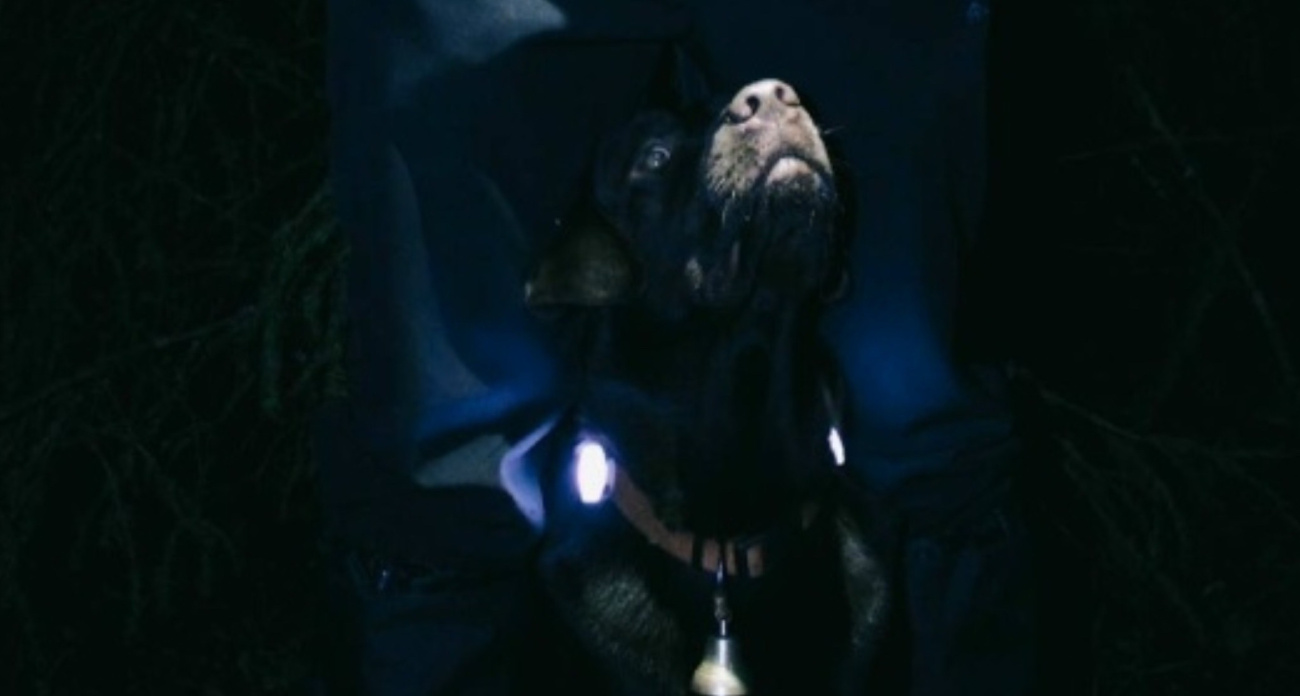 В Ярославской области собака спасла замерзающую в лесу женщину