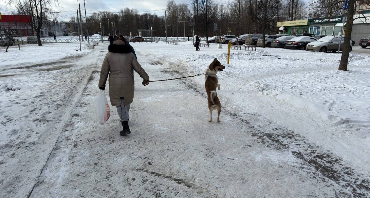 В Ярославле ищут подрядчика для отлова бездомных собак за 2 миллиона рублей 