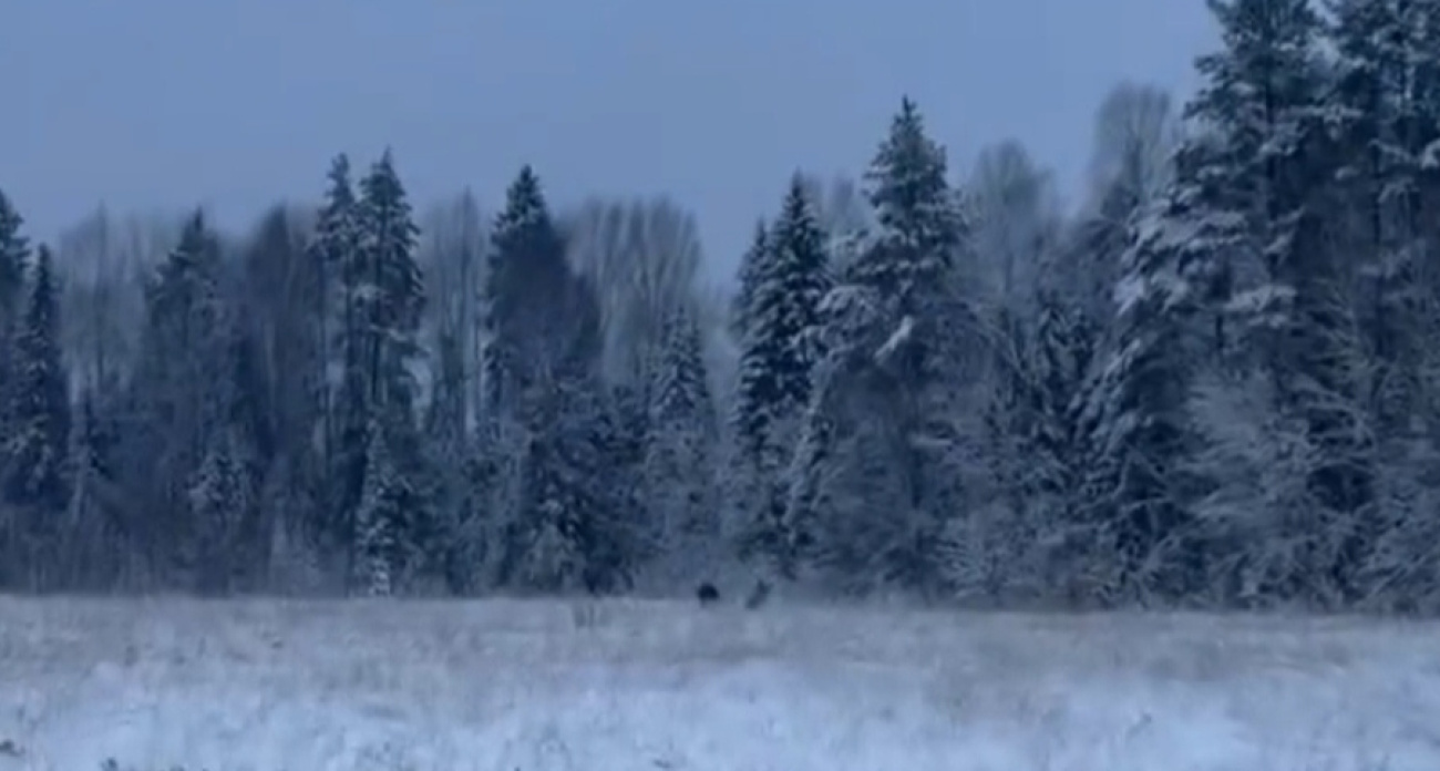 Под  Ярославлем мужчина на «Буране» гонялся за всадницами