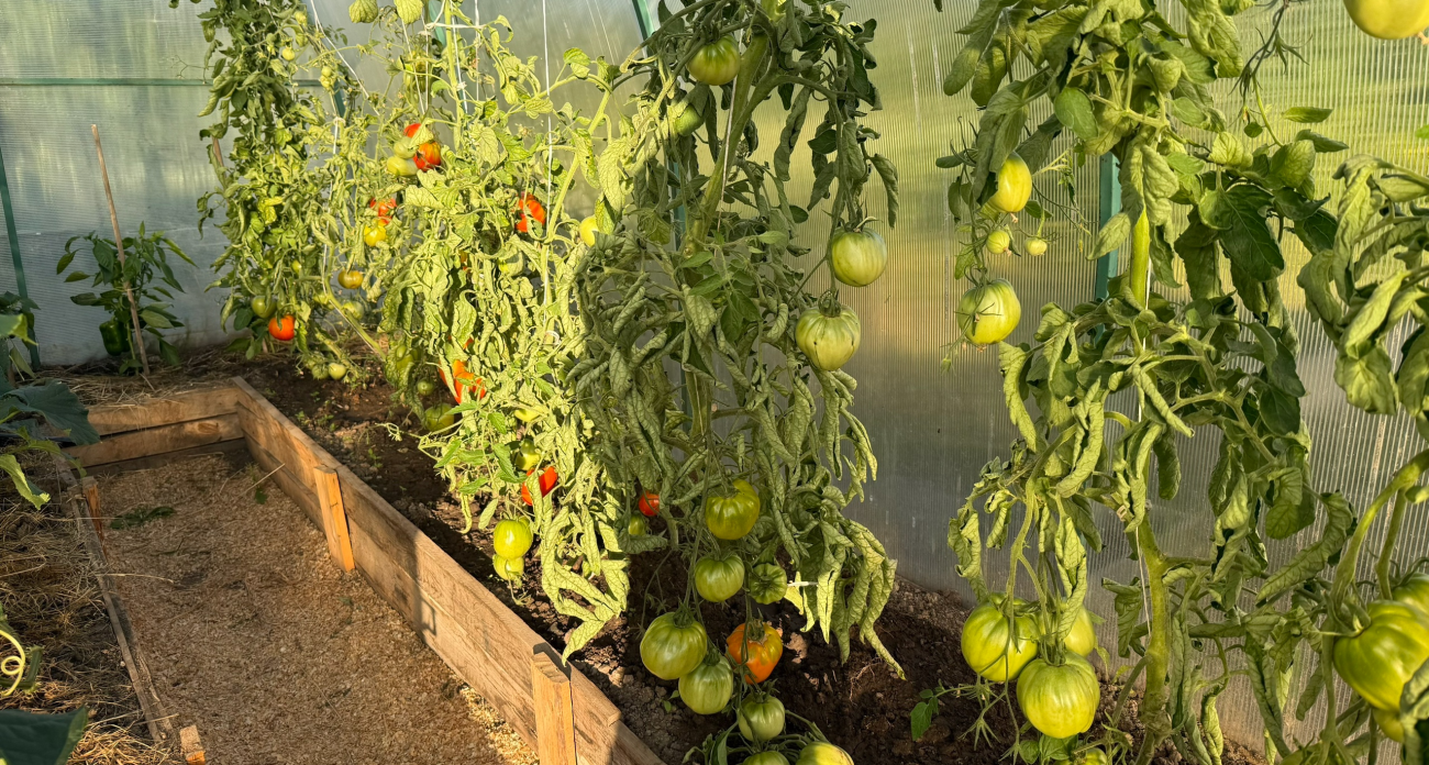 Голые семена не дадут вам урожай: начинайте рассаду именно с этого, чтобы летом собирать ведра сочных помидоров