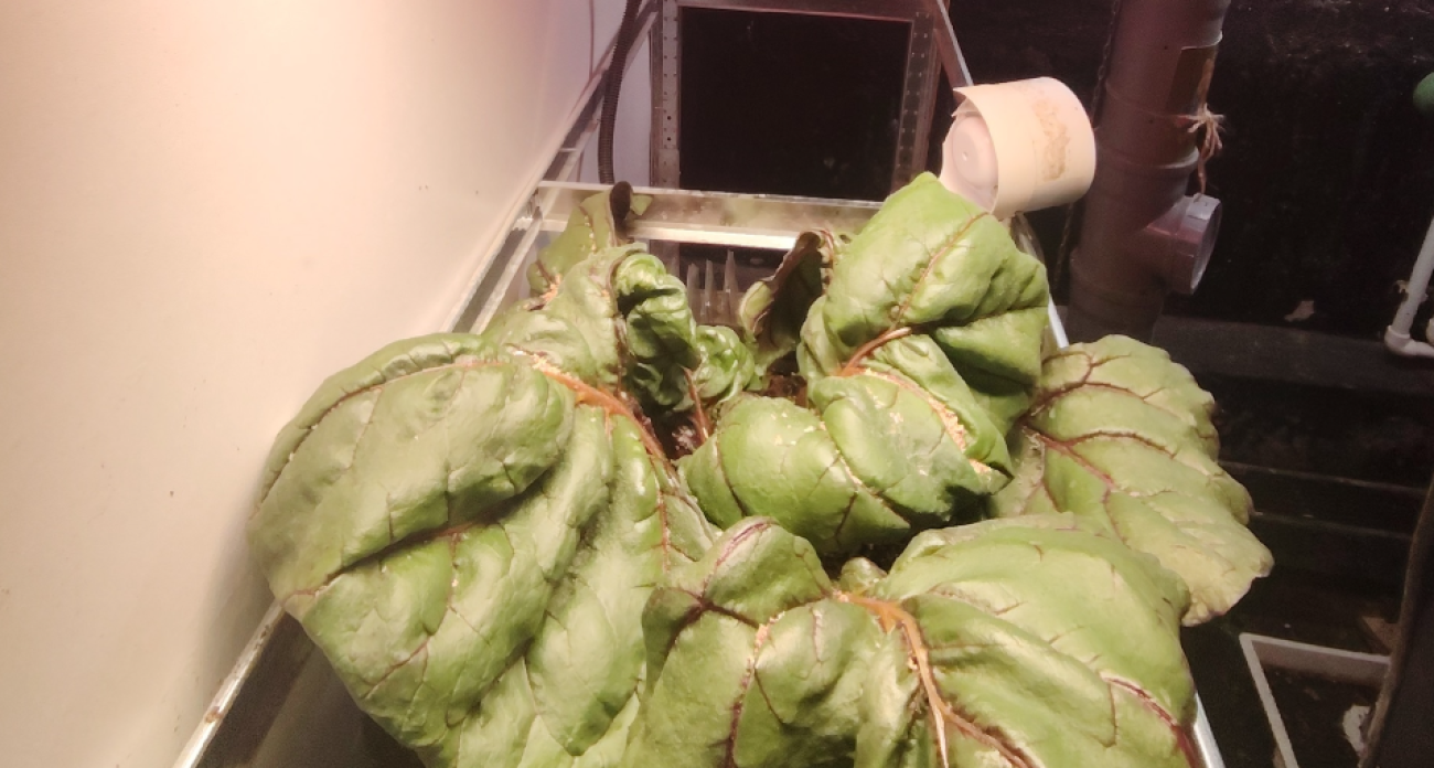 «Прожорливее собак»: рыбинская дачница раскрыла секреты выращивания овощей-гигантов зимой