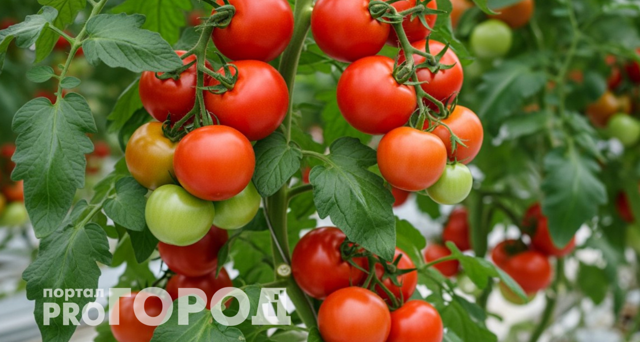 За этим сортом выстраиваются очереди: до 10кг с куста – плодов больше, чем листьев