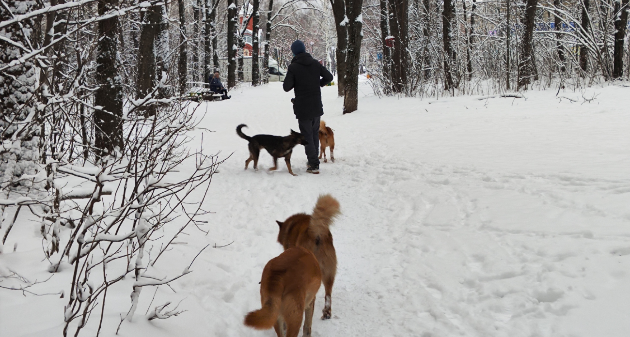 Собака скулит, но выглядит здоровой - что это может значить: вот 3 признака, когда нужно бить тревогу 