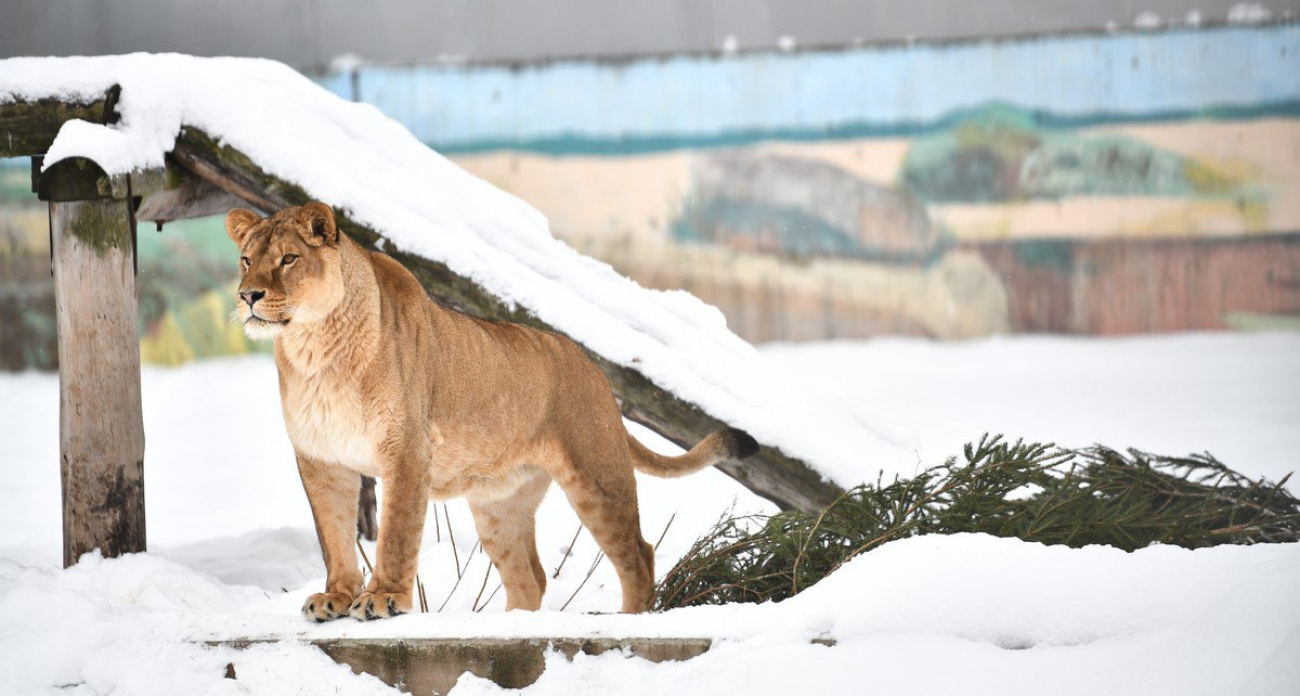 Ярославский зоопарк начнет принимать  елки с 12 января