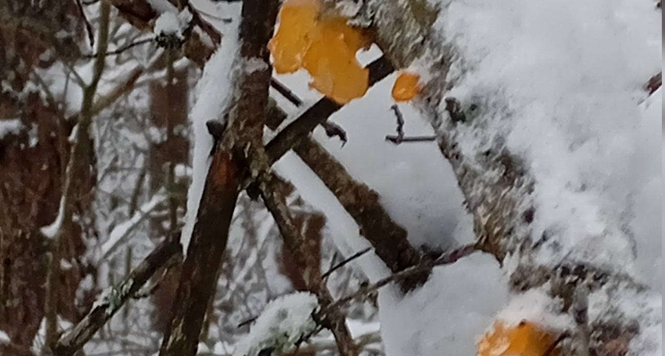 Ярославцы продолжают находить грибы в январе