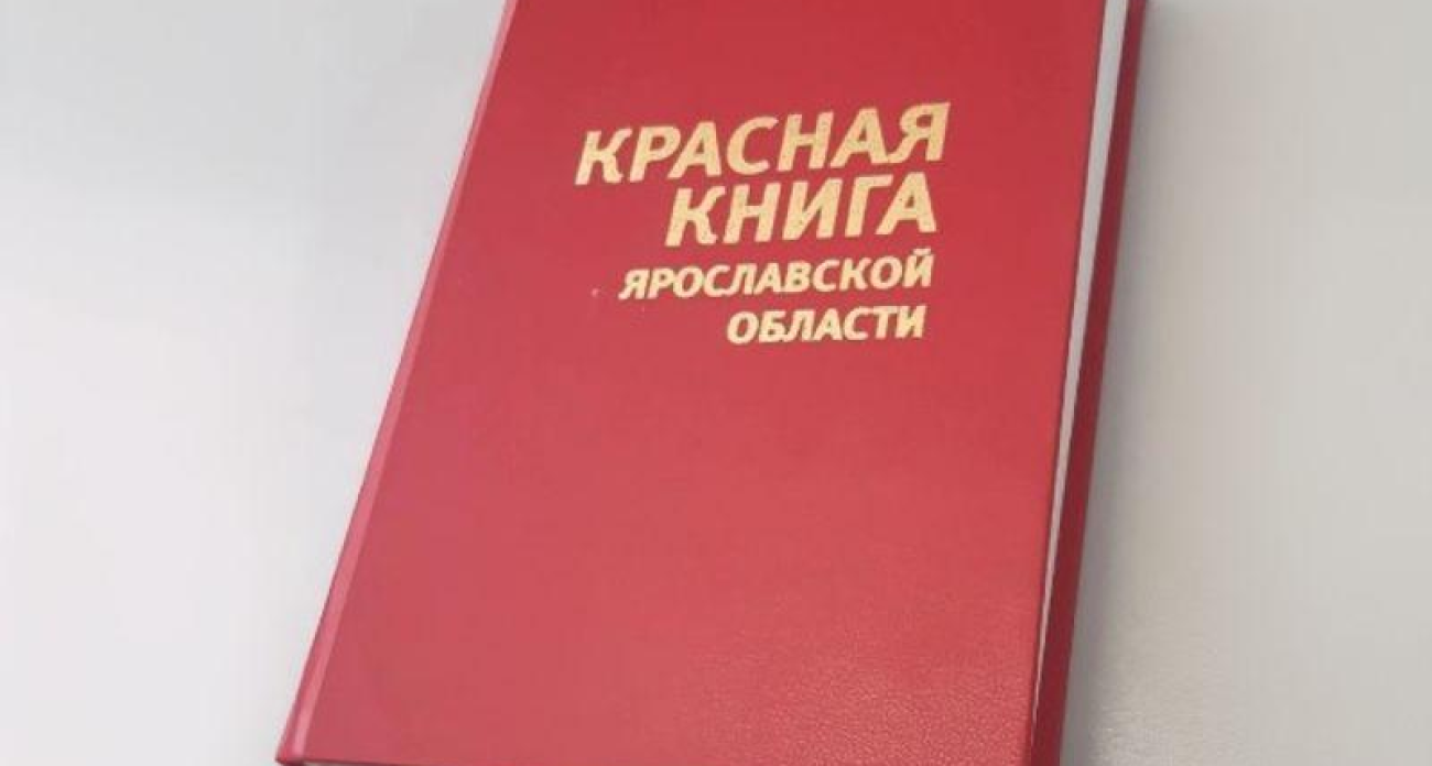 50 новых видов пополнят Красную книгу Ярославской области: от темной улитки до грушанки зеленоцветковой