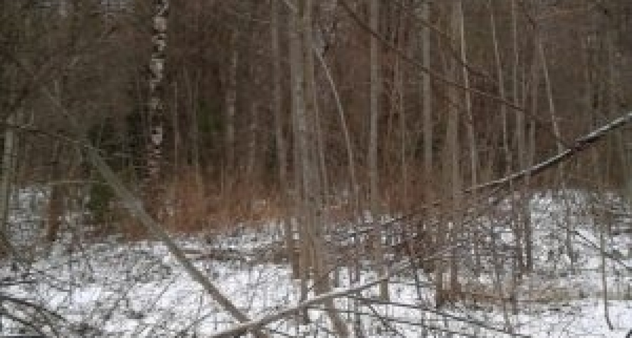 Суд оштрафовал ярославца за сорняки на участке