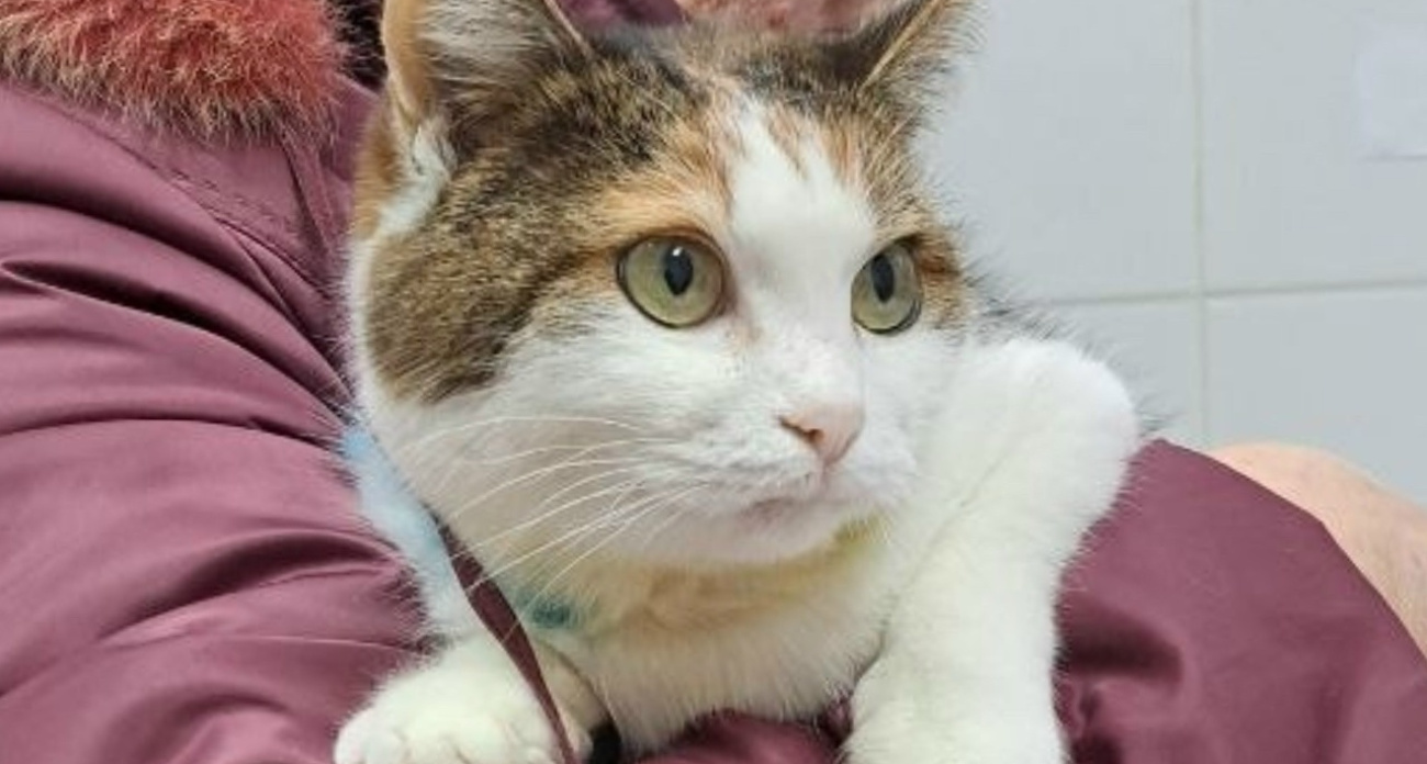 Ярославские ветеринары спасли кошку с дробью под кожей