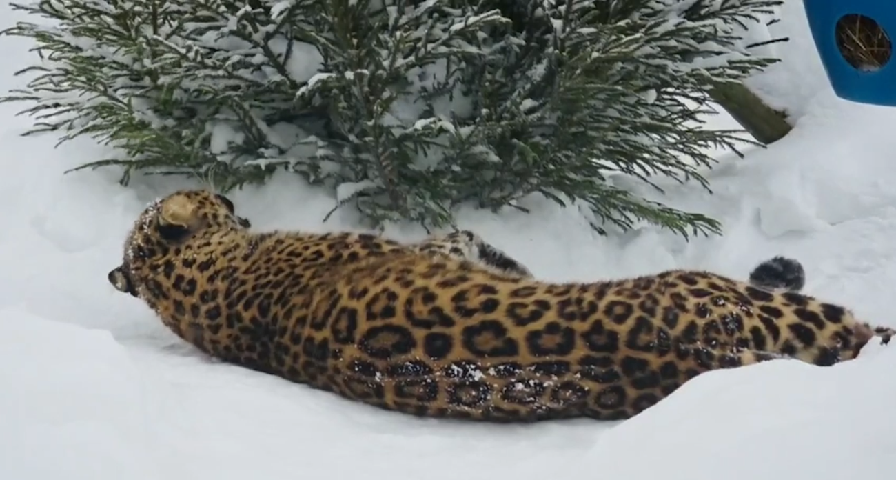 Леопард Амур из Ярославского зоопарка распробовал новогоднюю елку на вкус