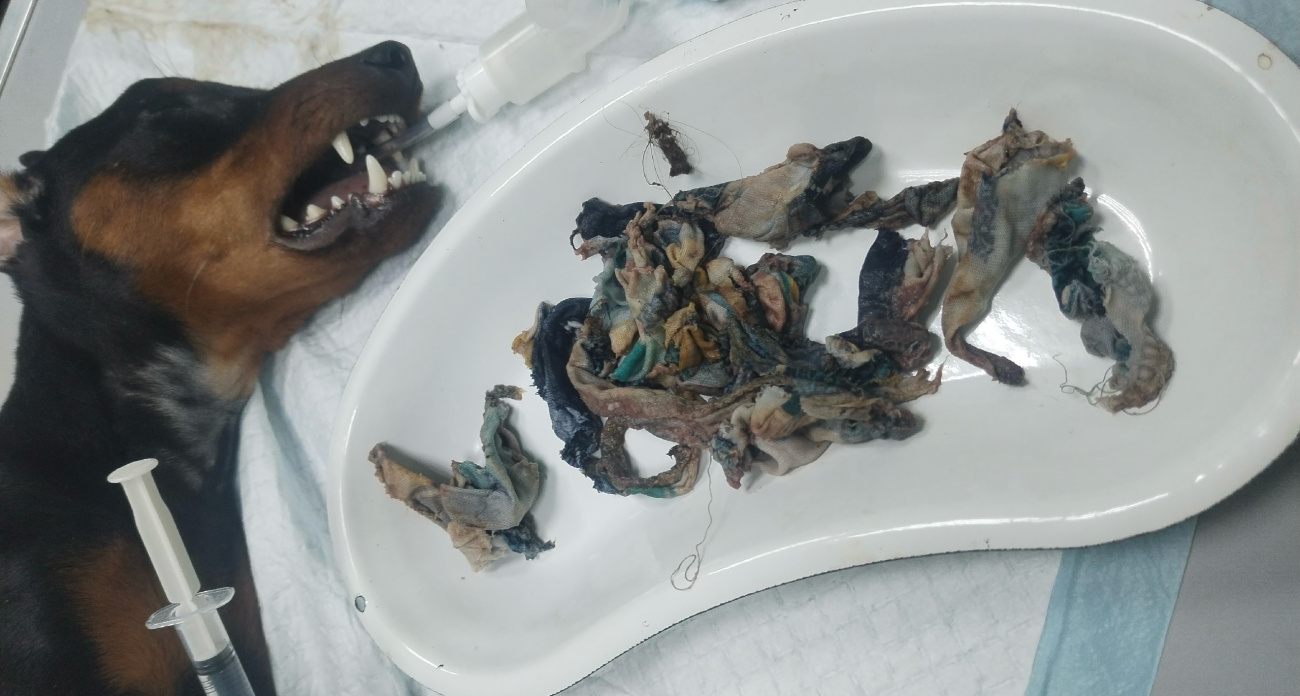 В Ярославской области ветеринары спасли щенка: из желудка достали 20 кусков ткани