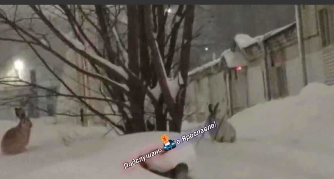 У ЯГТУ заметили двух диких зайцев, их сняли на видео 