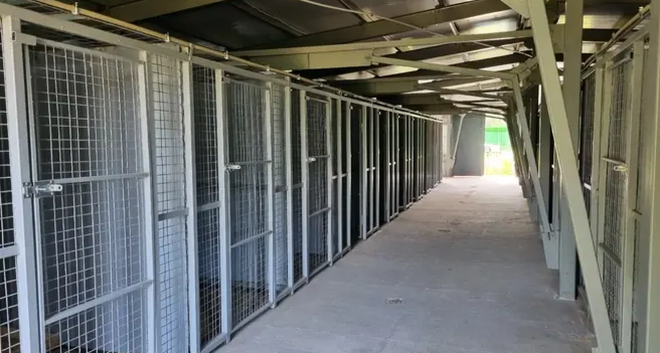 Приют «Джина» для бездомных животных в Ярославле работает без господдержки с 2025 года