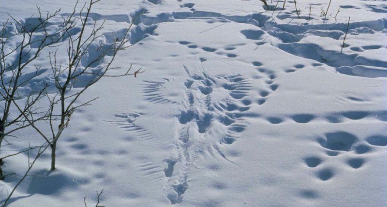 Тысячи диких оленей и сотни медведей: ярославские леса станут полигоном для масштабного учета животных
