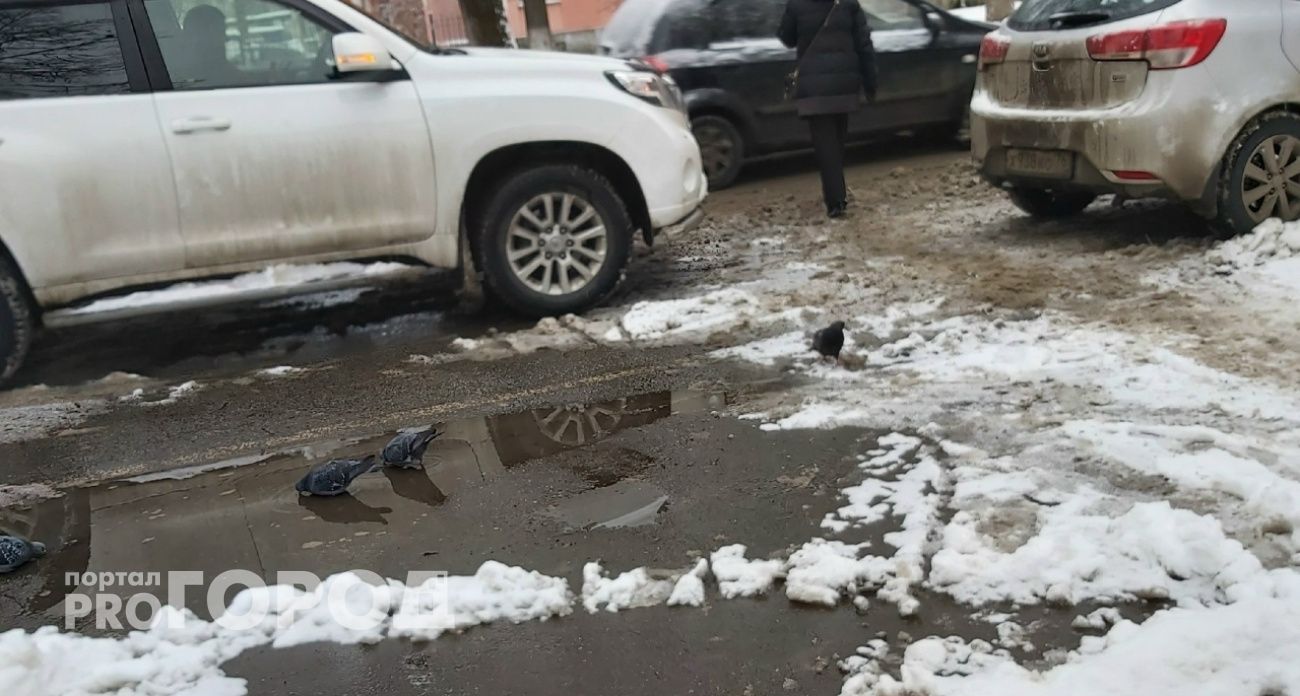 Соседи жалуются на кормящую птиц ярославскую монахиню: "Видимо, монахиням закон не писан"