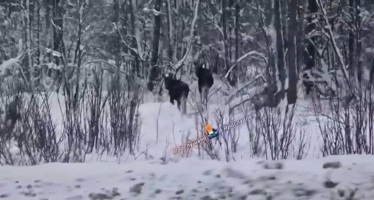 Ярославские водители предупредили о группах лосей на дорогах