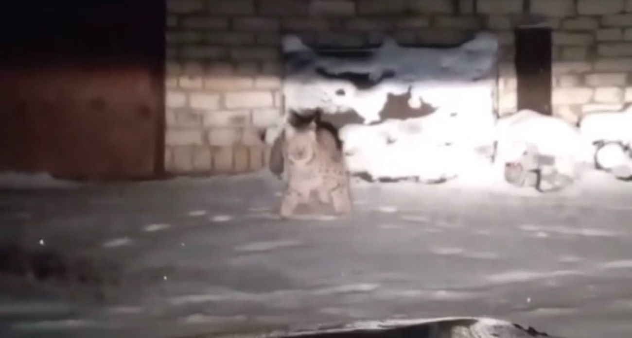 Жители Ярославской области наткнулись на рысь в гаражах